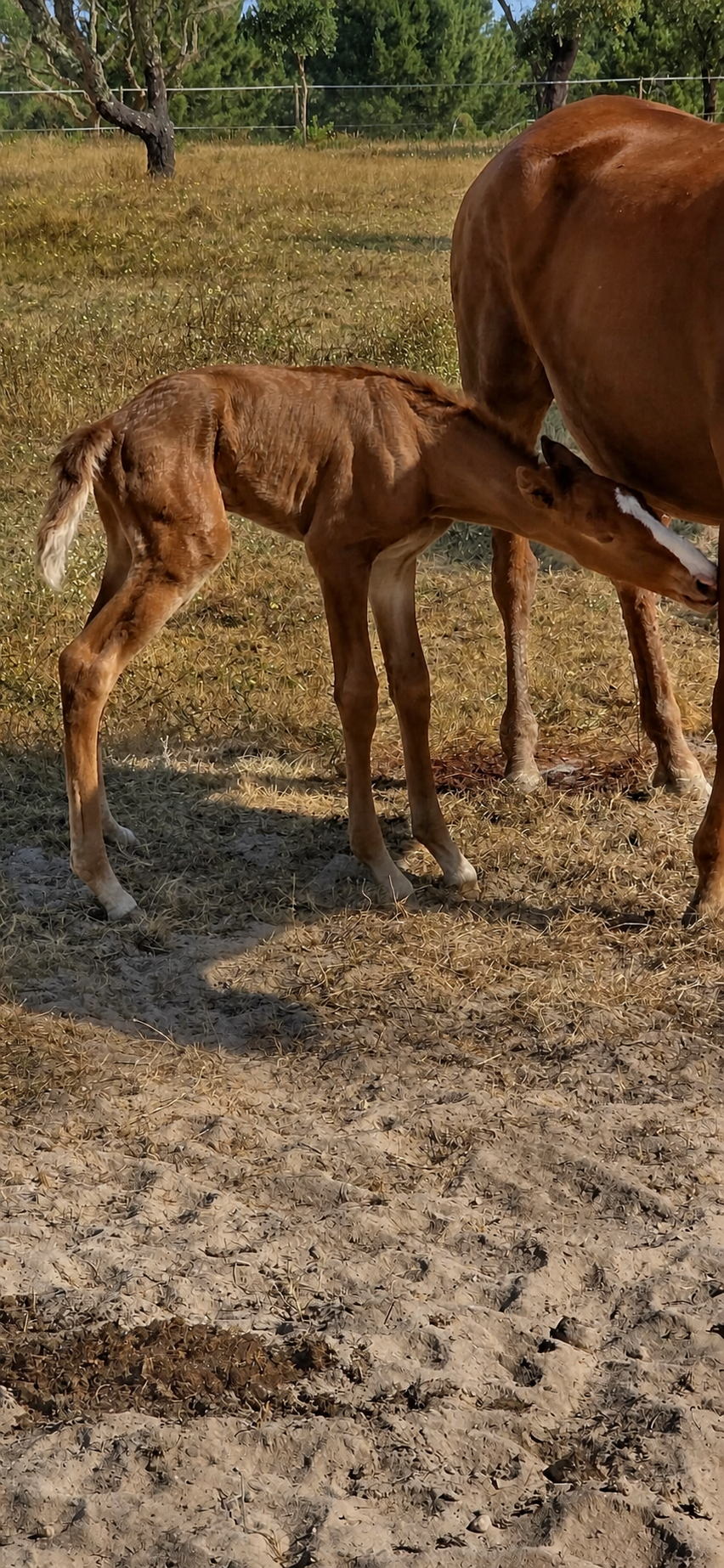 Foal beside its dam in the fields of Coudelaria Máximo Simões