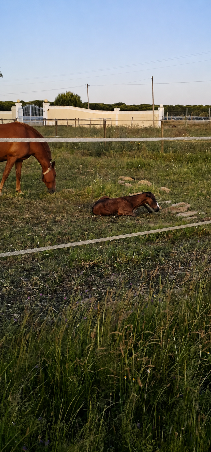 Mare with her newborn foal in the pasture