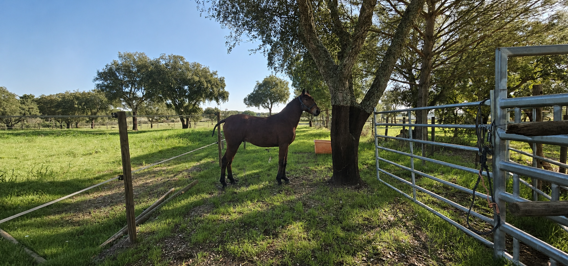 Mare in the field beneath the cork oaks