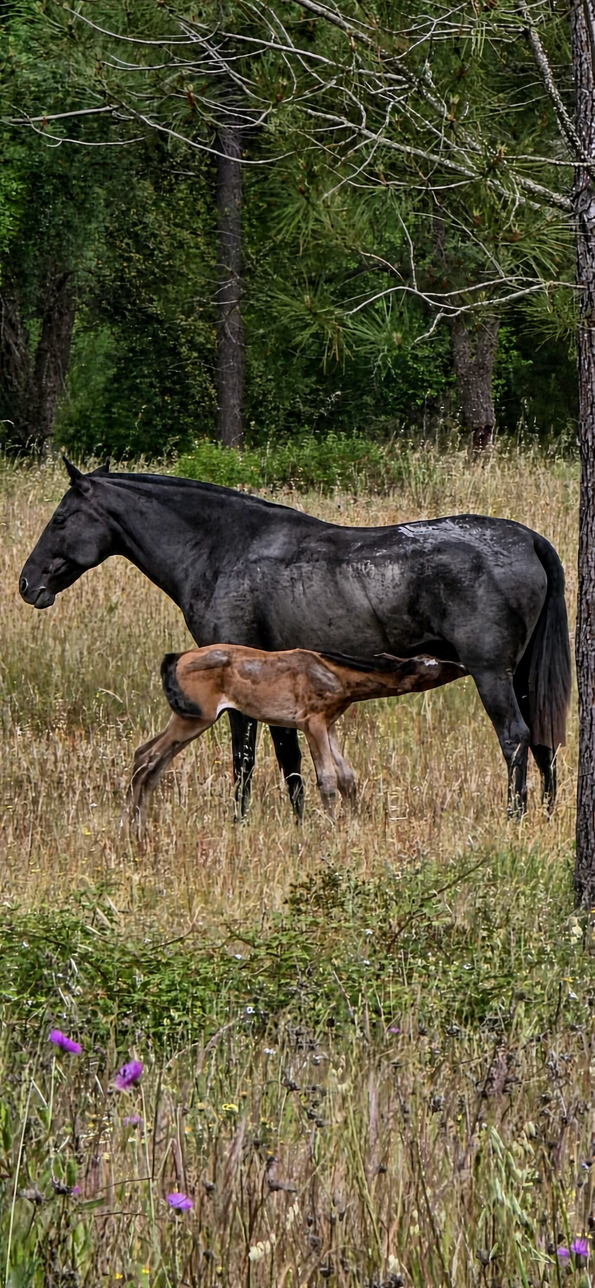 Black mare nursing her foal in the field