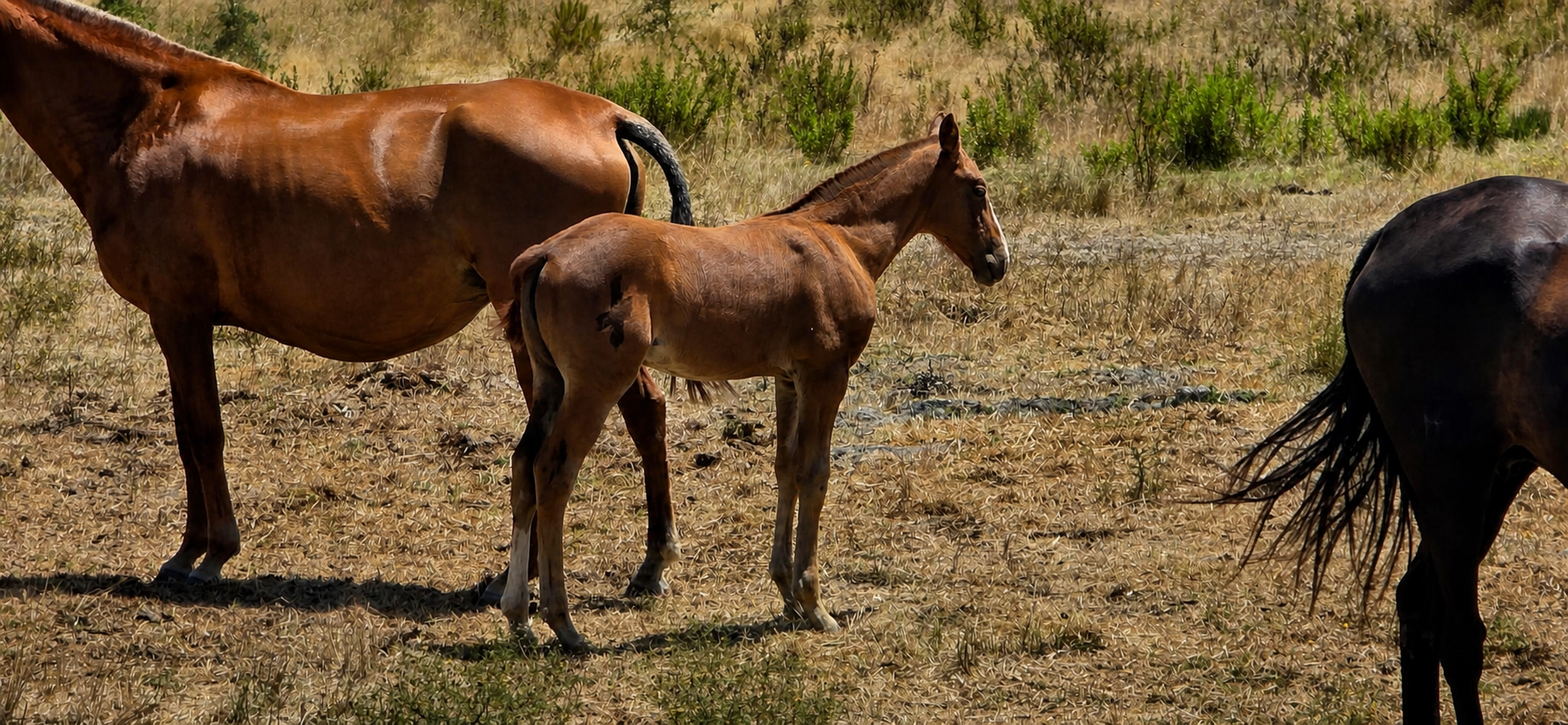 Foal in the field with the stud mares